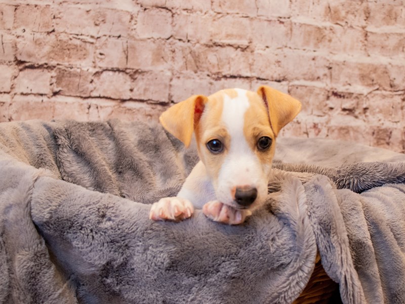 Jack Russell Terrier- Available 7/13-Male-Lemon / White-3723799-PetCenter Old Bridge
