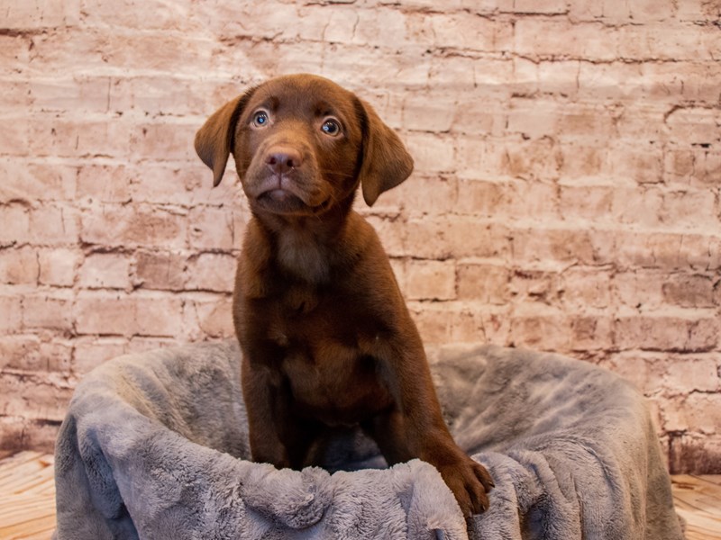 Labrador Retriever- Available 7/13-DOG-Female-Chocolate-3723800-PetCenter Old Bridge