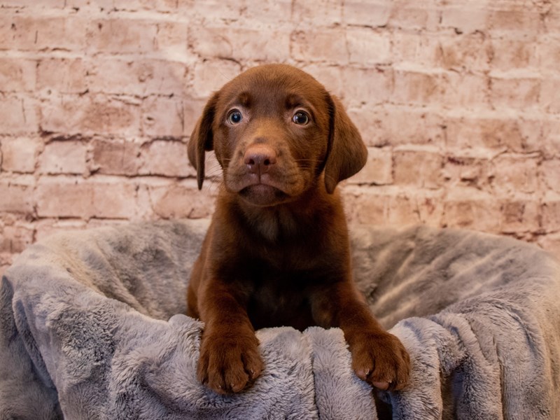 Labrador Retriever- Available 7/13-DOG-Female-Chocolate-3723801-PetCenter Old Bridge