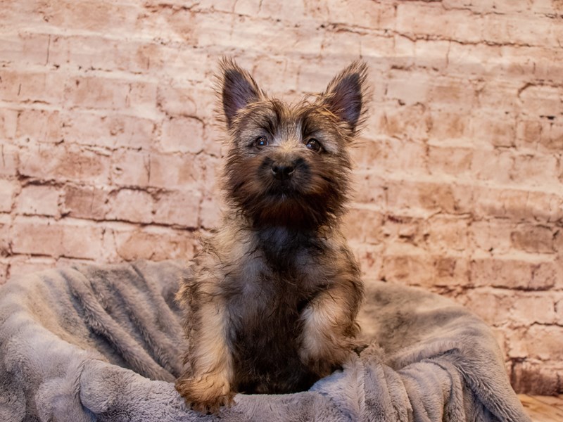 Cairn Terrier-DOG-Female-Wheaten-3728016-PetCenter Old Bridge