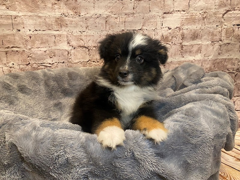 Toy Australian Shepherd- Available 7/20-Male-Black Brown and White-3733631-PetCenter Old Bridge