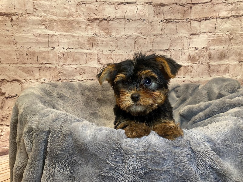 Yorkshire Terrier- Available 7/20-Male-Black and Tan-3733684-PetCenter Old Bridge