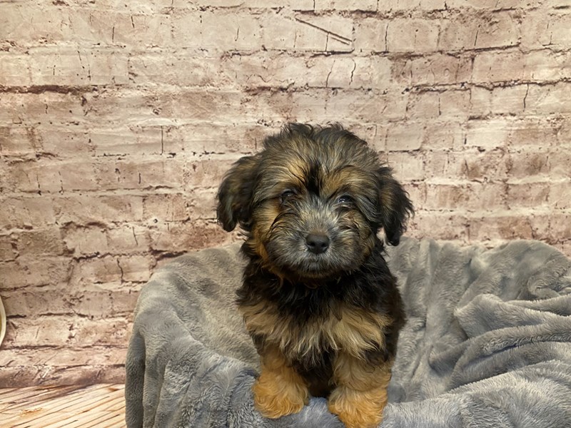 Shihpoo- Available 7/20-DOG-Female-Black and Apricot-3733739-PetCenter Old Bridge