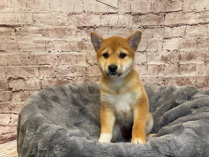 Shiba Inu- Available 7/20-Female-Red-3733801-PetCenter Old Bridge