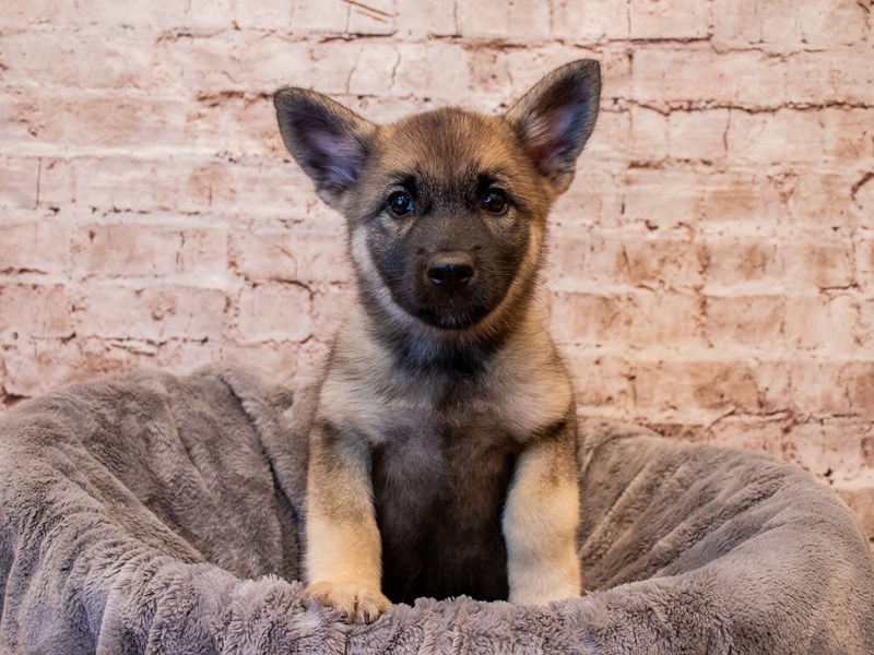 Norwegian Elkhound- Available 7/27-DOG-Female-Black / Silver-3732248-PetCenter Old Bridge