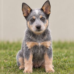 Australian Cattle Dog