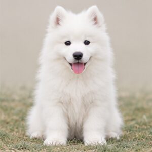 Samoyed