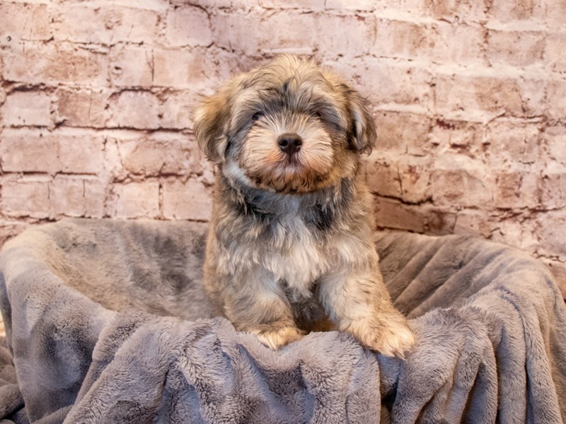 Havanese- Available 6/29-Male-Silver Sable-3706436-PetCenter Old Bridge