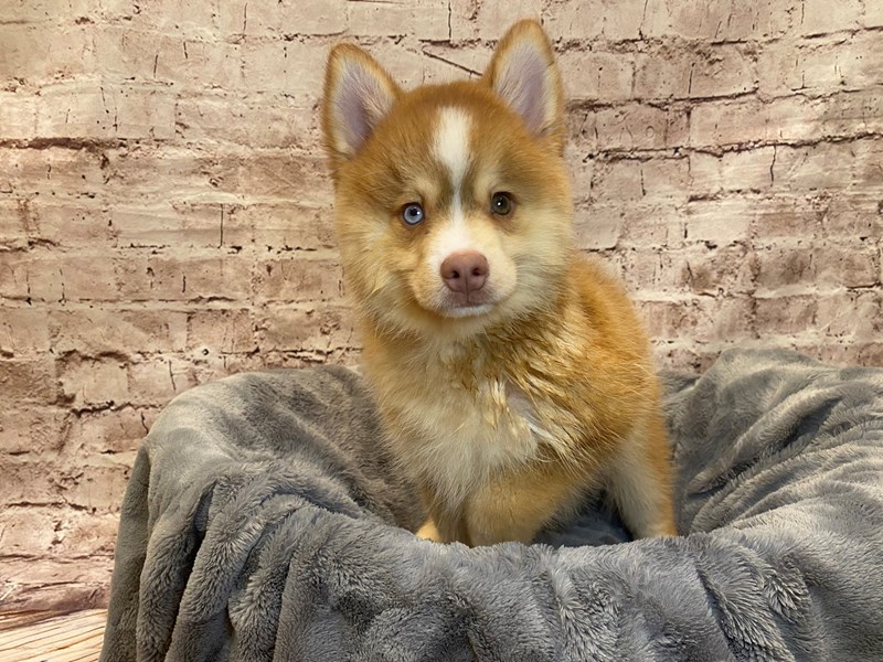 Pomsky- Available 7/20-Male-Red / White-3732255-PetCenter Old Bridge