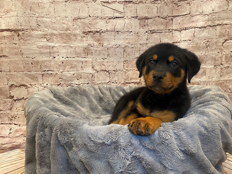 Rottweiler- Available 7/20-Male-Black / Tan-3732253-PetCenter Old Bridge