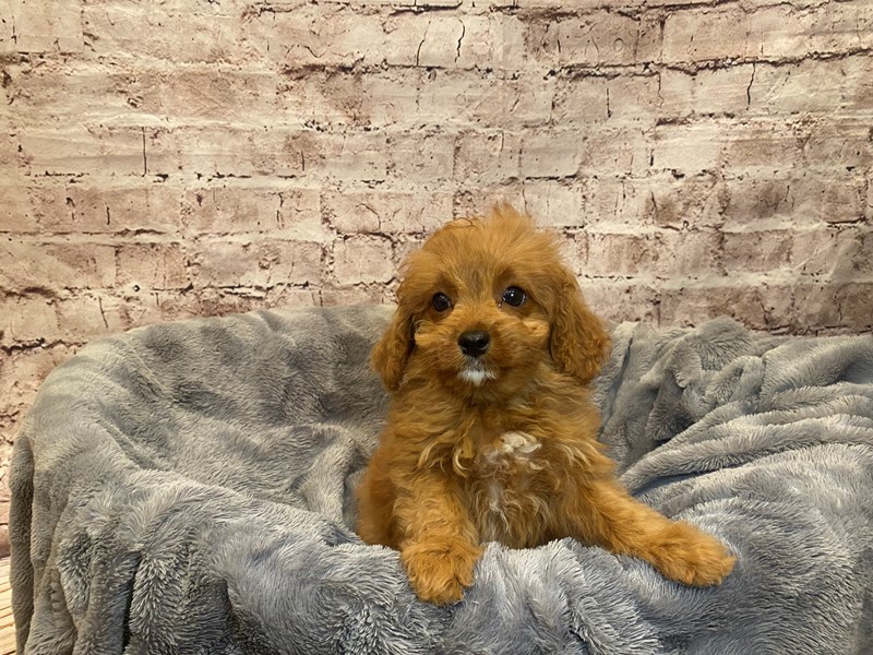 Cavapoo- Available 7/20-Female-Red-3732245-PetCenter Old Bridge