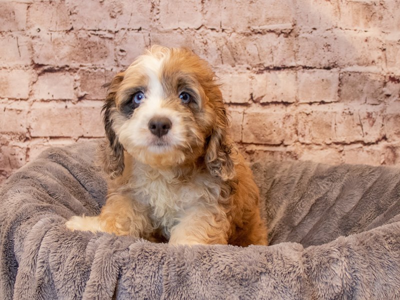Cockapoo- Available 8/10-DOG-Male-Chocolate Merle-3757195-PetCenter Old Bridge