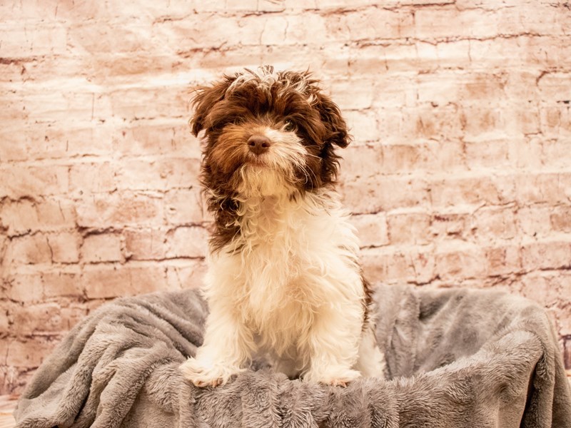 Havanese- Available 7/20-Male-Chocolate / White-3732270-PetCenter Old Bridge