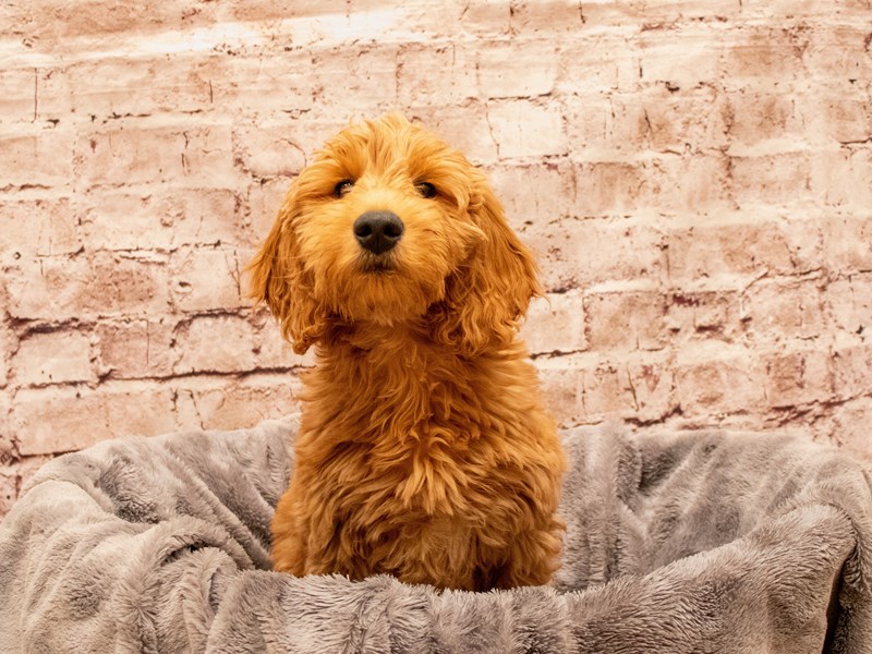 Mini Goldendoodle- Available 8/17-Female-Red-3768629-PetCenter Old Bridge