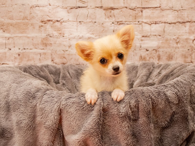 Chihuahua- Available 8/24-Female-Cream-3776477-PetCenter Old Bridge