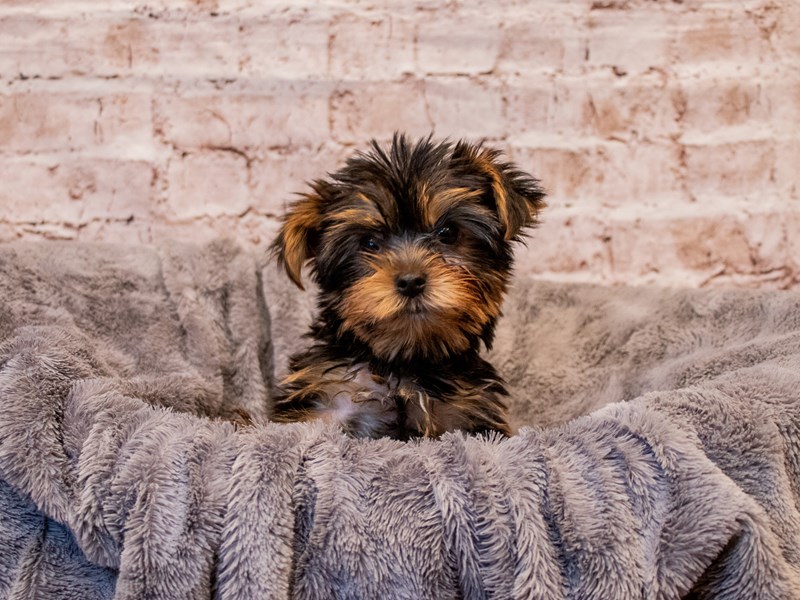 Yorkshire Terrier- Available 7/27-Male-Black and Tan-3741252-PetCenter Old Bridge
