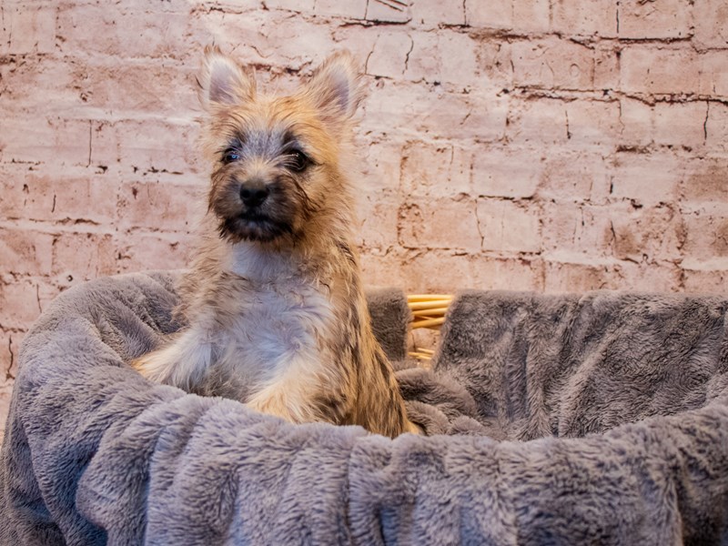 Cairn Terrier- Available 8/3-Female-Wheaten-3748845-PetCenter Old Bridge