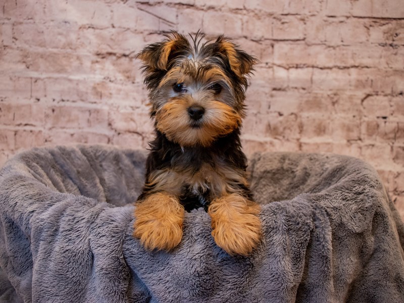 Yorkshire Terrier- Available 8/3-DOG-Female-Black and Tan-3724698-PetCenter Old Bridge