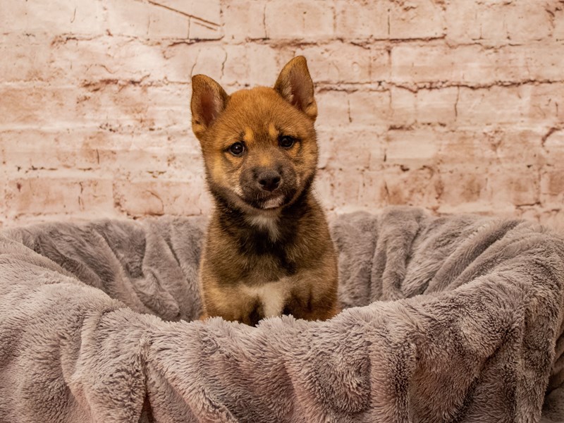Shiba Inu- Available 8/24-Male-Red Sesame-3777364-PetCenter Old Bridge