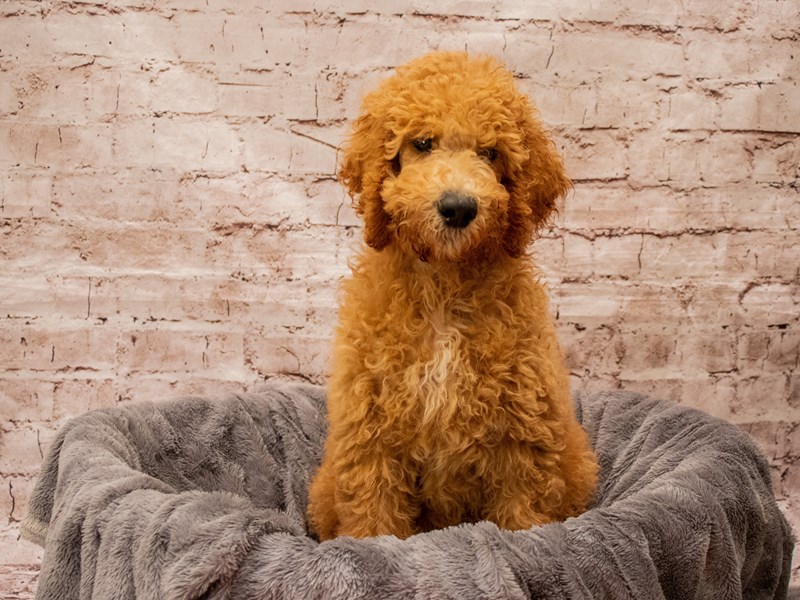 Standard Poodle- Available 8/10-DOG-Male-Red-3757994-PetCenter Old Bridge
