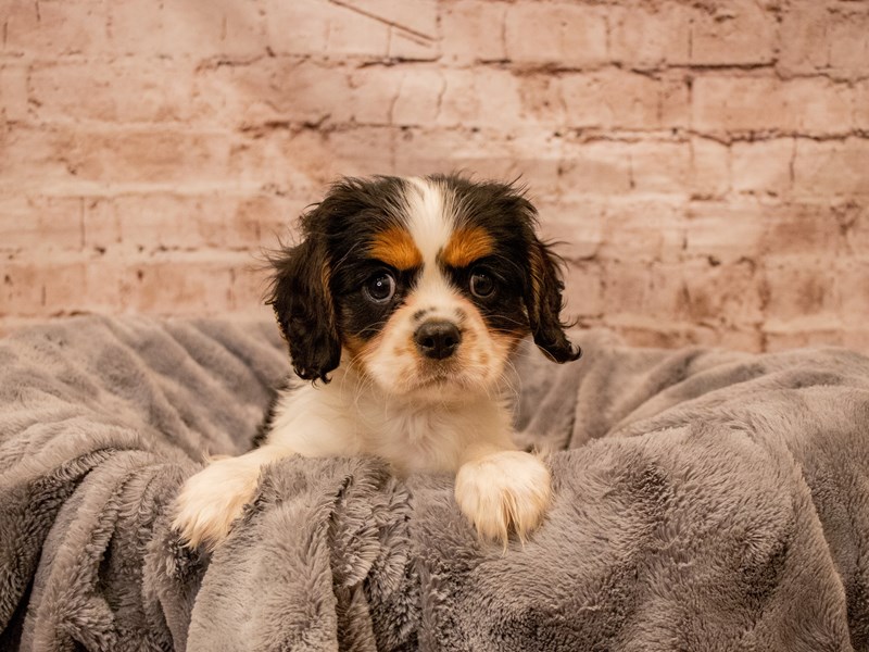 Cavalier King Charles Spaniel- Available 8/31-DOG-Male-Black and White-3787464-PetCenter Old Bridge