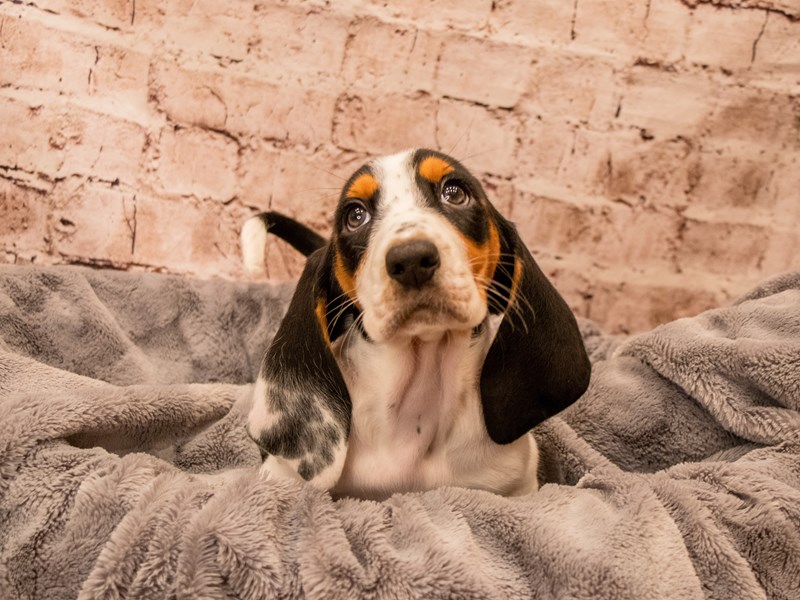 Basset Hound- Available 9/7-Female-Black Brown and White-3796011-PetCenter Old Bridge