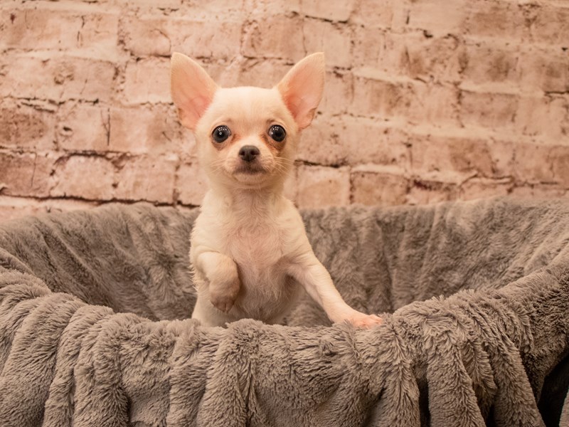 Chihuahua- Available 9/21-Female-White-3815622-PetCenter Old Bridge