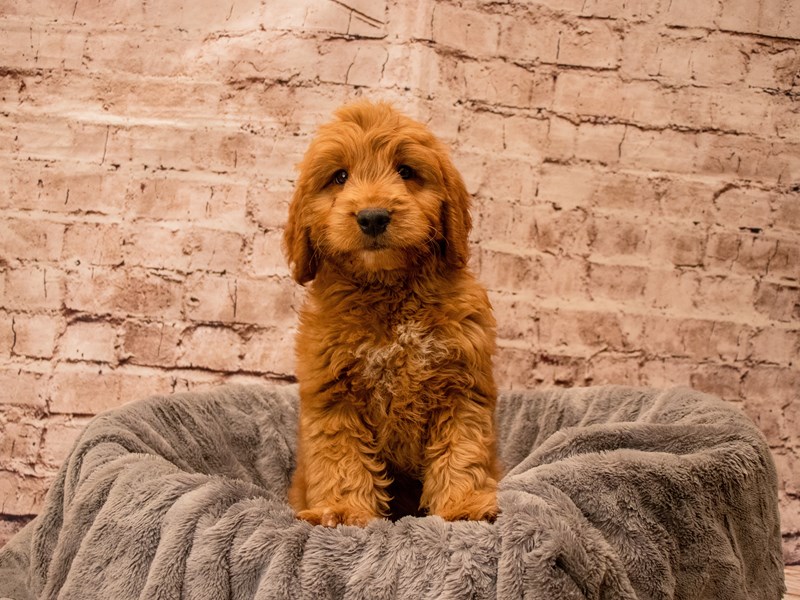 Mini Goldendoodle- Available 9/21-Male-Red-3813311-PetCenter Old Bridge