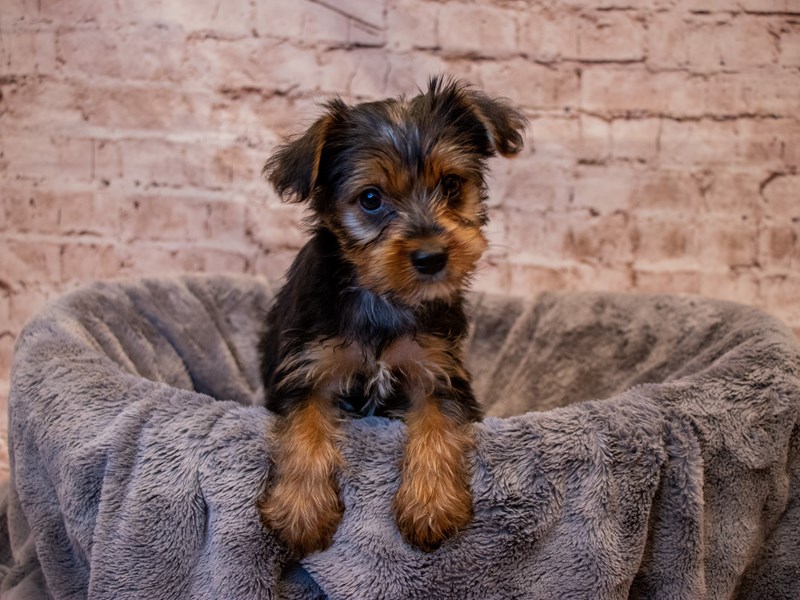 Yorkshire Terrier- Available 8/3-DOG-Female-Black and Tan-3750472-PetCenter Old Bridge
