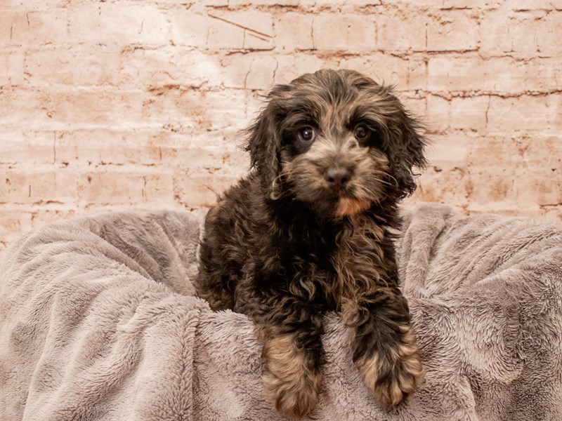 Cockapoo- Available 8/24-DOG-Male-Blue Roan-3777417-PetCenter Old Bridge