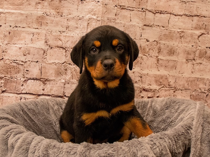 Rottweiler- Available 9/21-DOG-Female-Black / Tan-3813314-PetCenter Old Bridge