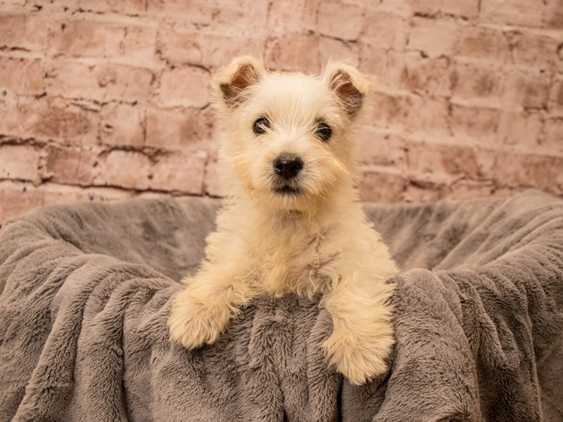 West Highland White Terrier- Available 9/21-DOG-Male-White-3813313-PetCenter Old Bridge