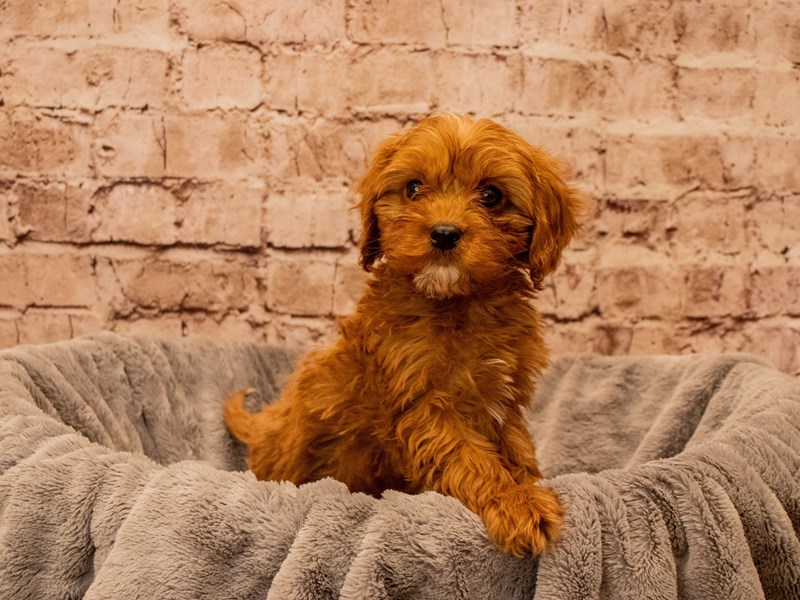 Cavapoo- Available 9/28-Male-Red-3824052-PetCenter Old Bridge