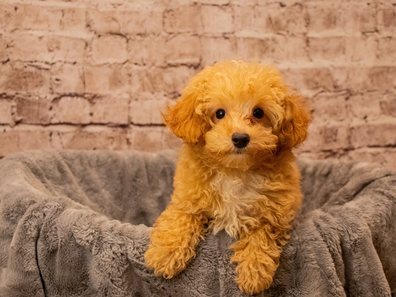 Poodle- Available 9/28-Male-Apricot-3822456-PetCenter Old Bridge