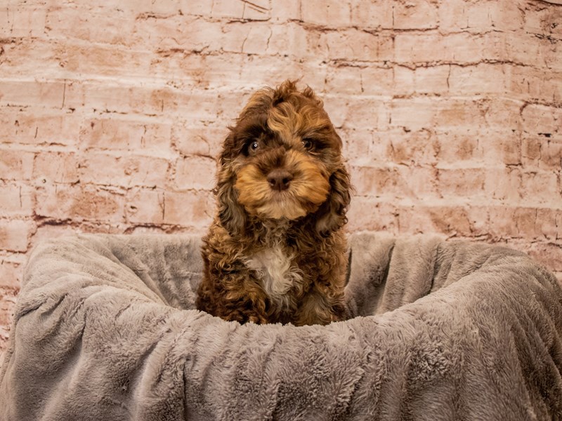 Cockapoo- Available 10/5-DOG-Male-Chocolate Roan-3831222-PetCenter Old Bridge