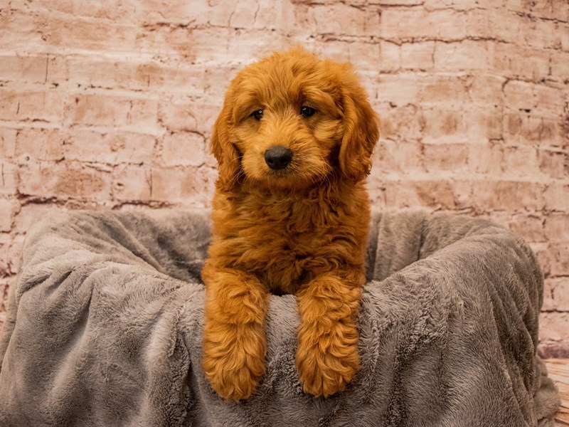 Mini Goldendoodle- Available 10/5-DOG-Male-Red-3831151-PetCenter Old Bridge