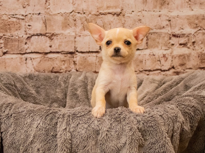 Chihuahua- Available 10/12-Female-Cream / White-3839535-PetCenter Old Bridge