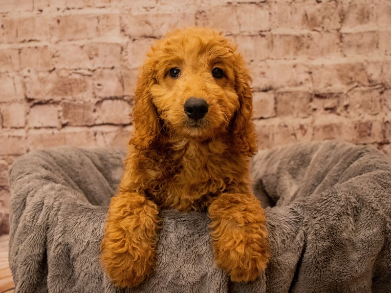 Mini Goldendoodle- Available 10/12-Male-Red-3831677-PetCenter Old Bridge