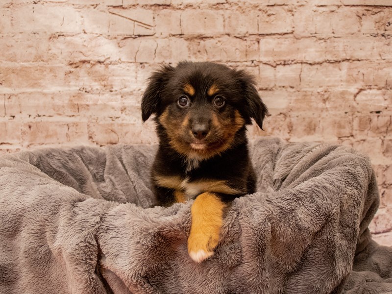Toy Australian Shepherd- Available 8/24-Male-Black Brown and White-3777388-PetCenter Old Bridge