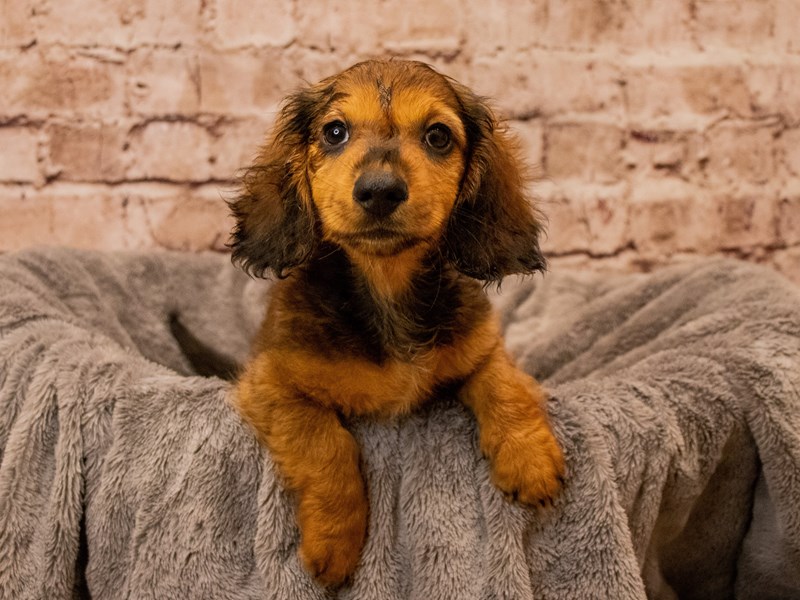 Dachshund- Available 10/12-DOG-Male-Red-3840388-PetCenter Old Bridge