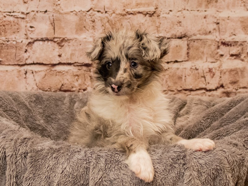 Sheltipoo- Available 10/12-Male-Blue Merle and White-3840561-PetCenter Old Bridge