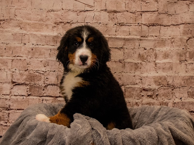 Bernese Mountain Dog- Available 10/19-Female-Tri-Colored-3848748-PetCenter Old Bridge