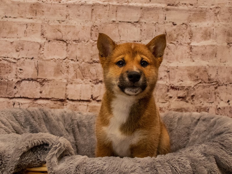Shiba Inu- Available 10/19-DOG-Male-Red-3850353-PetCenter Old Bridge