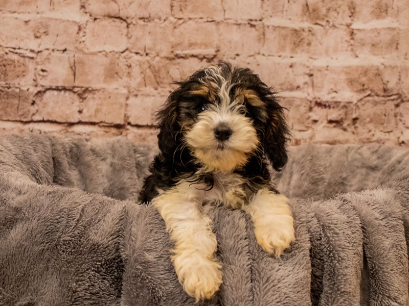 Cavapoo- Available 10/19-DOG-Female-Black and Apricot-3850117-PetCenter Old Bridge