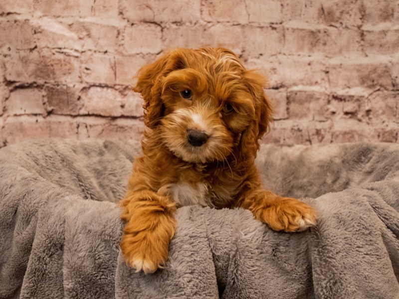Cockapoo- Available 10/26-Female-Red / White-3857792-PetCenter Old Bridge