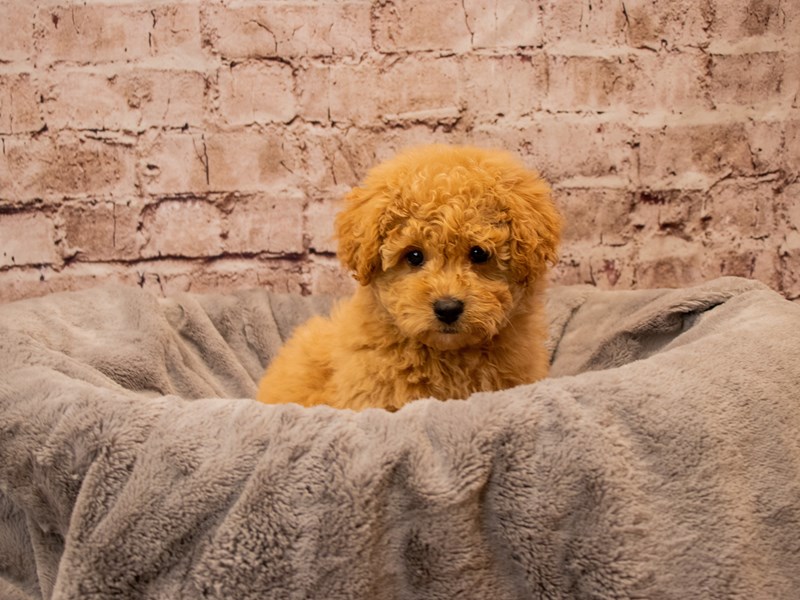 Bichon Poo- Available 11/9-Male-Apricot-3876677-PetCenter Old Bridge