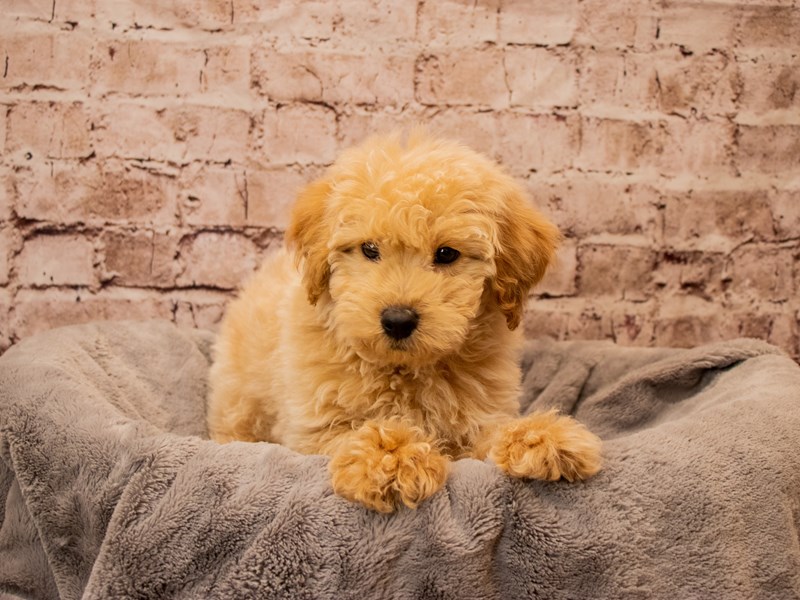 Mini Goldendoodle- Available 11/9-Male-Red-3876605-PetCenter Old Bridge