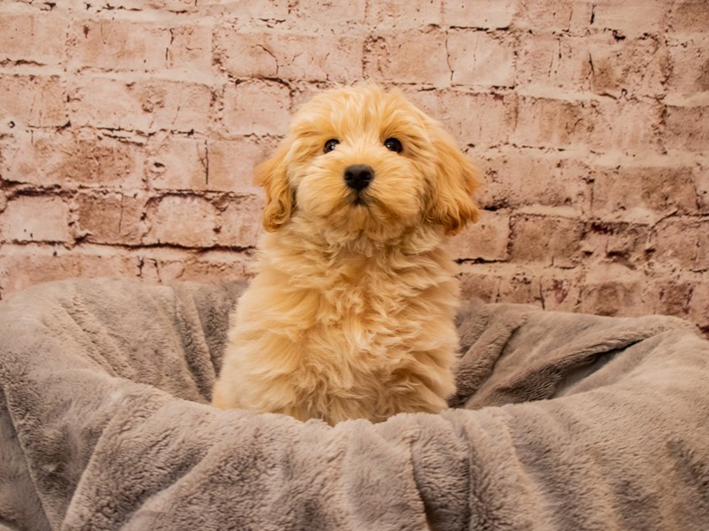 Mini Goldendoodle- Available 11/9-DOG-Female-Cream-3876606-PetCenter Old Bridge