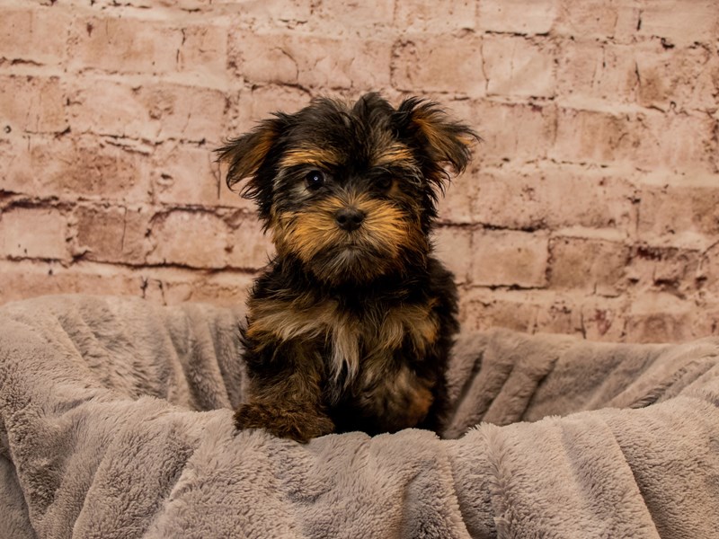 Yorkshire Terrier- Available 11/9-Female-Black and Tan-3878122-PetCenter Old Bridge