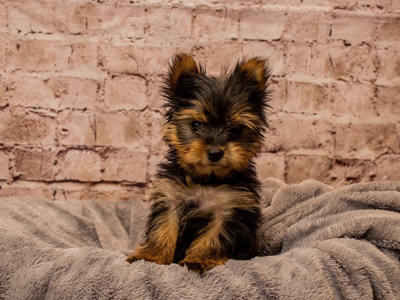 Yorkshire Terrier- Available 11/9-Male-Black and Tan-3878208-PetCenter Old Bridge